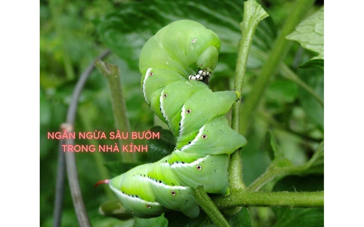 Ngăn ngừa s&acirc;u bướm trong nh&agrave; k&iacute;nh